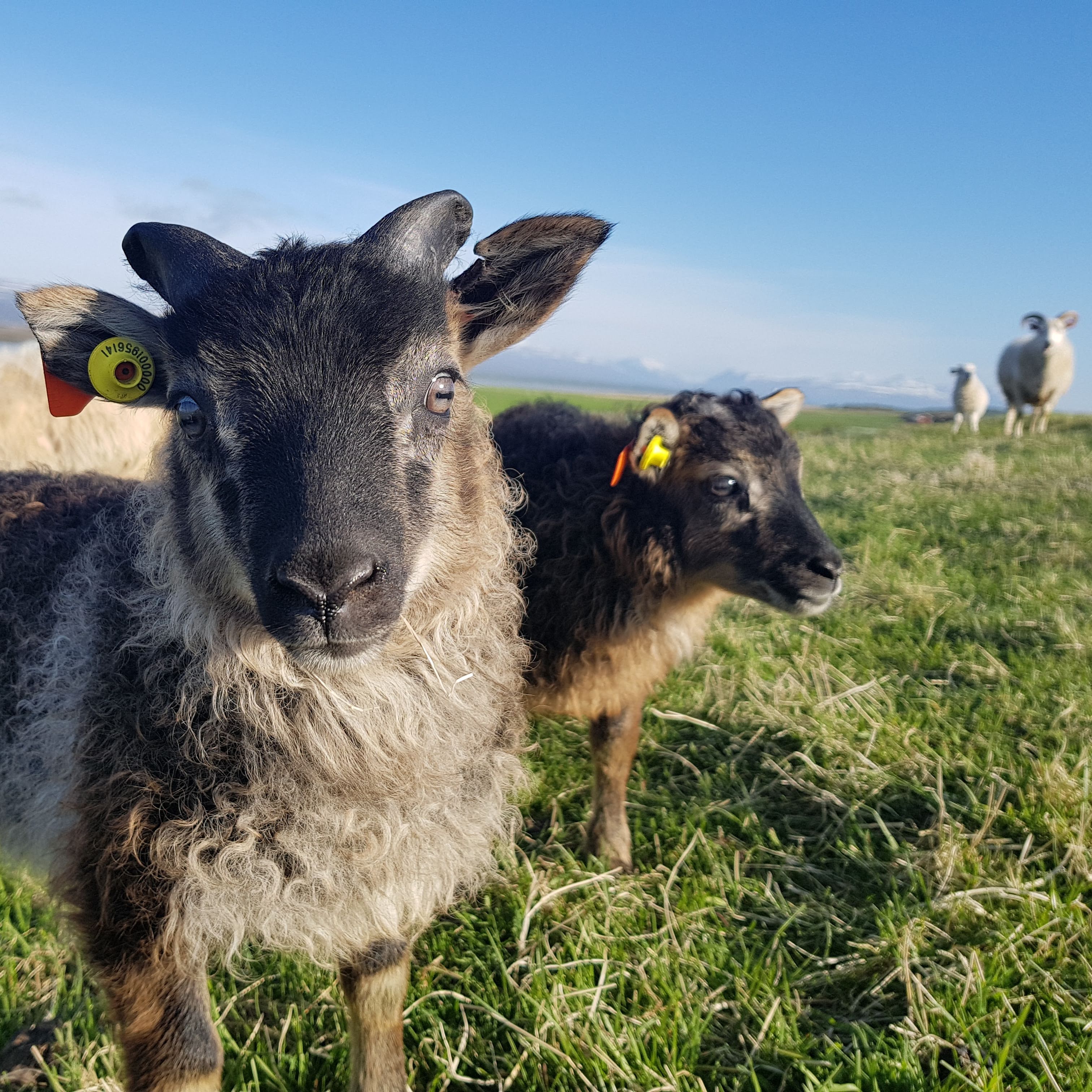 Vinir og &#230;ttingjar eru til a&#240;sto&#240;ar &#225; sau&#240;bur&#240;i