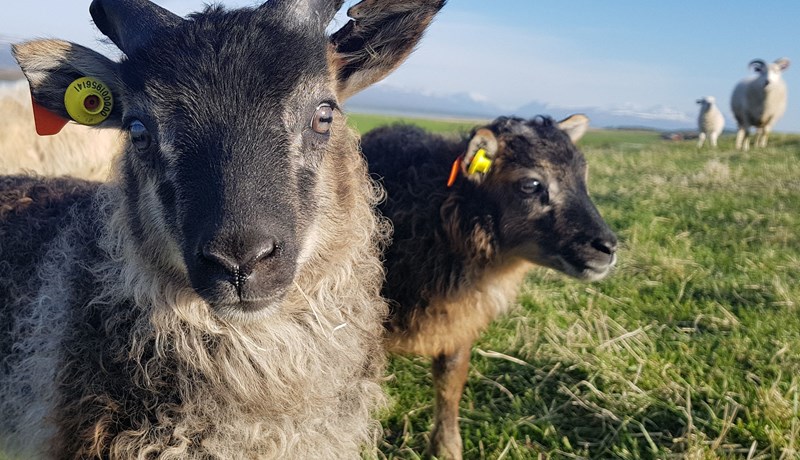 Vinir og ættingjar eru til aðstoðar á sauðburði