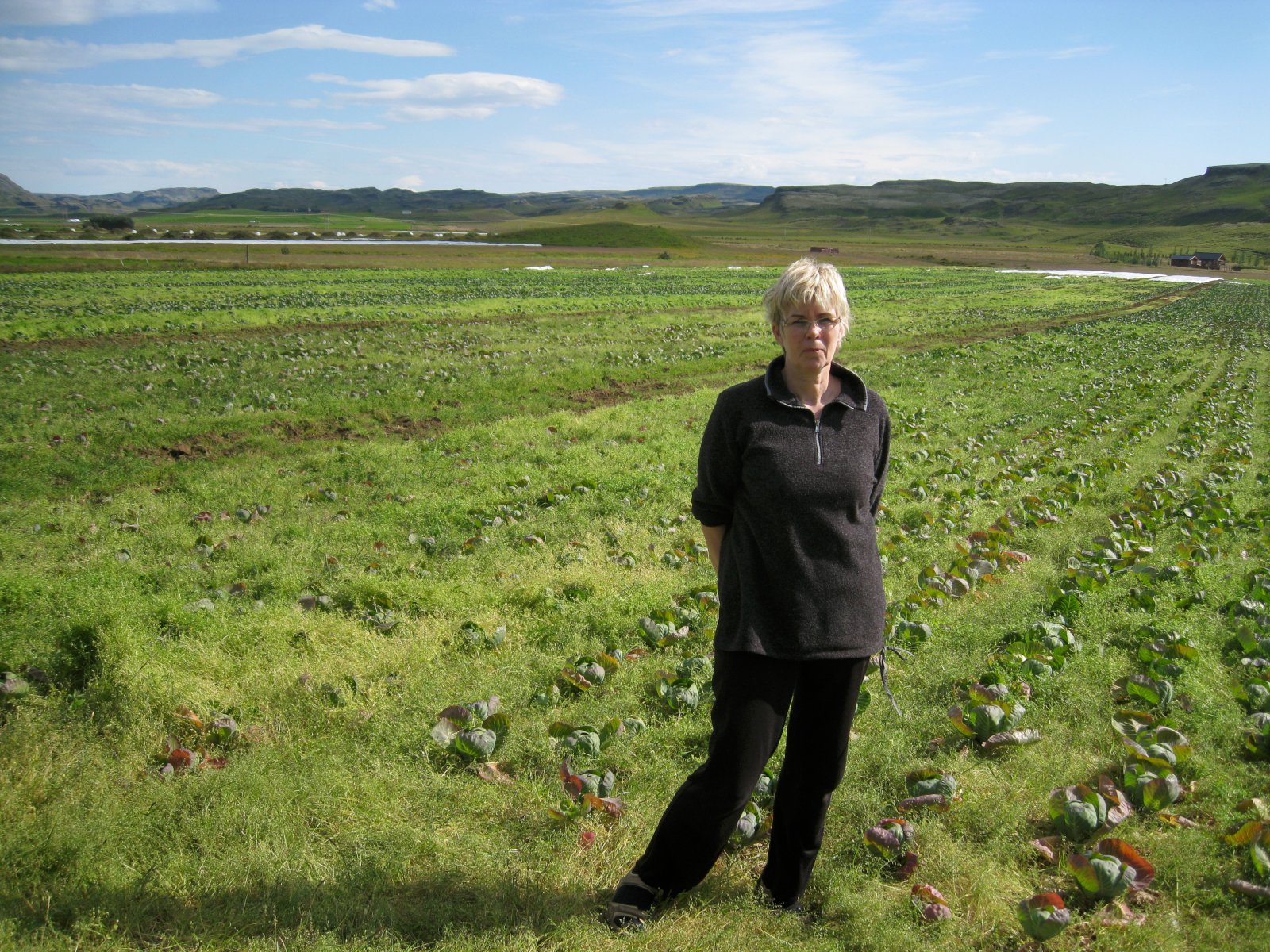 Grænkál kemur best út en verri horfur eru með geymsluhvítkál