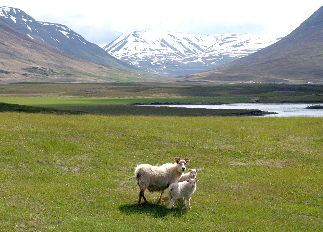 Tillögur Landgræðslu ríkisins og Skógræktarinnar vegna aðgerða til að mæta vanda sauðfjárræktarinnar