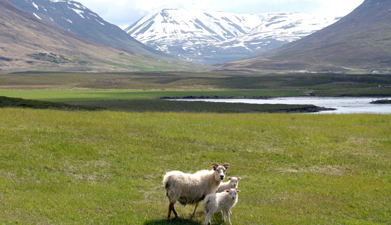 Tillögur Landgræðslu ríkisins og Skógræktarinnar vegna aðgerða til að mæta vanda sauðfjárræktarinnar