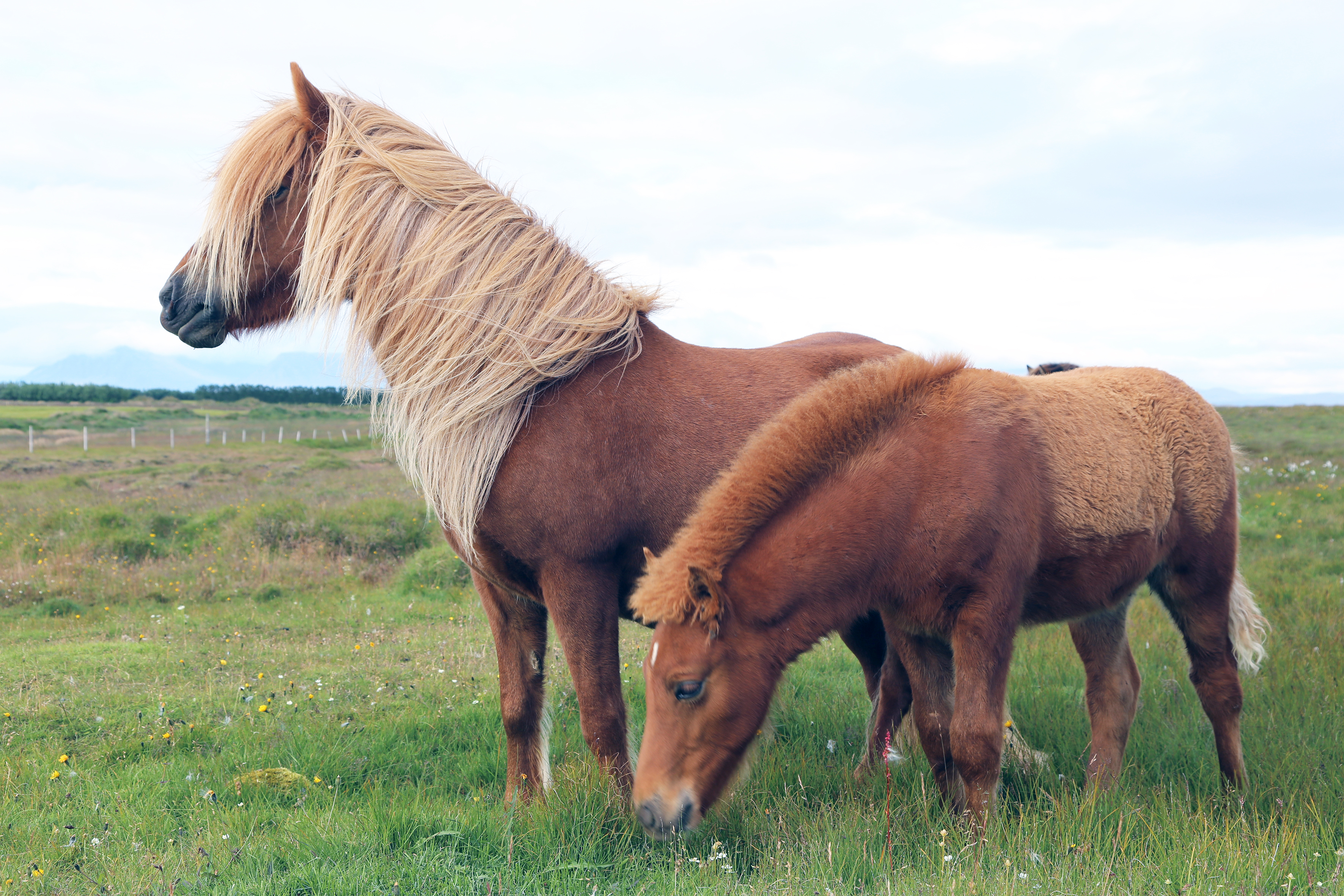 Skráningar á folöldum og fleira tengt skýrsluhaldi