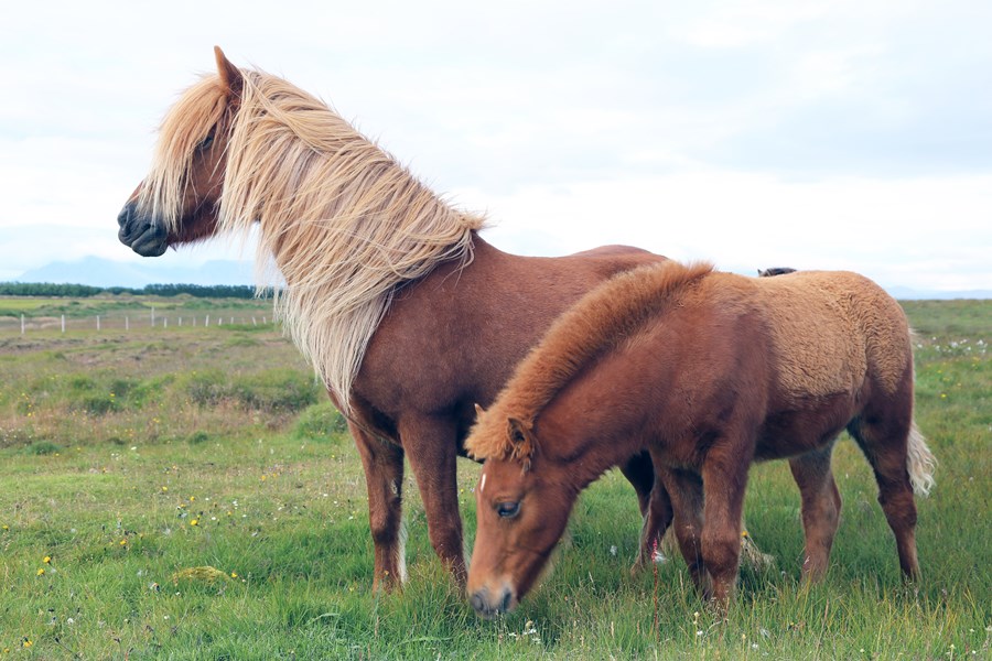 Í WorldFeng hefst nýtt skýrsluhaldsár 1. apríl ár hvert. Það þýðir að frá og með þeim degi er ekki hægt að skrá það sem gerðist árið á undan. Þess vegna er ekki lengur hægt að skrá í heimaréttinni folöld sem fæddust á árinu 2019.