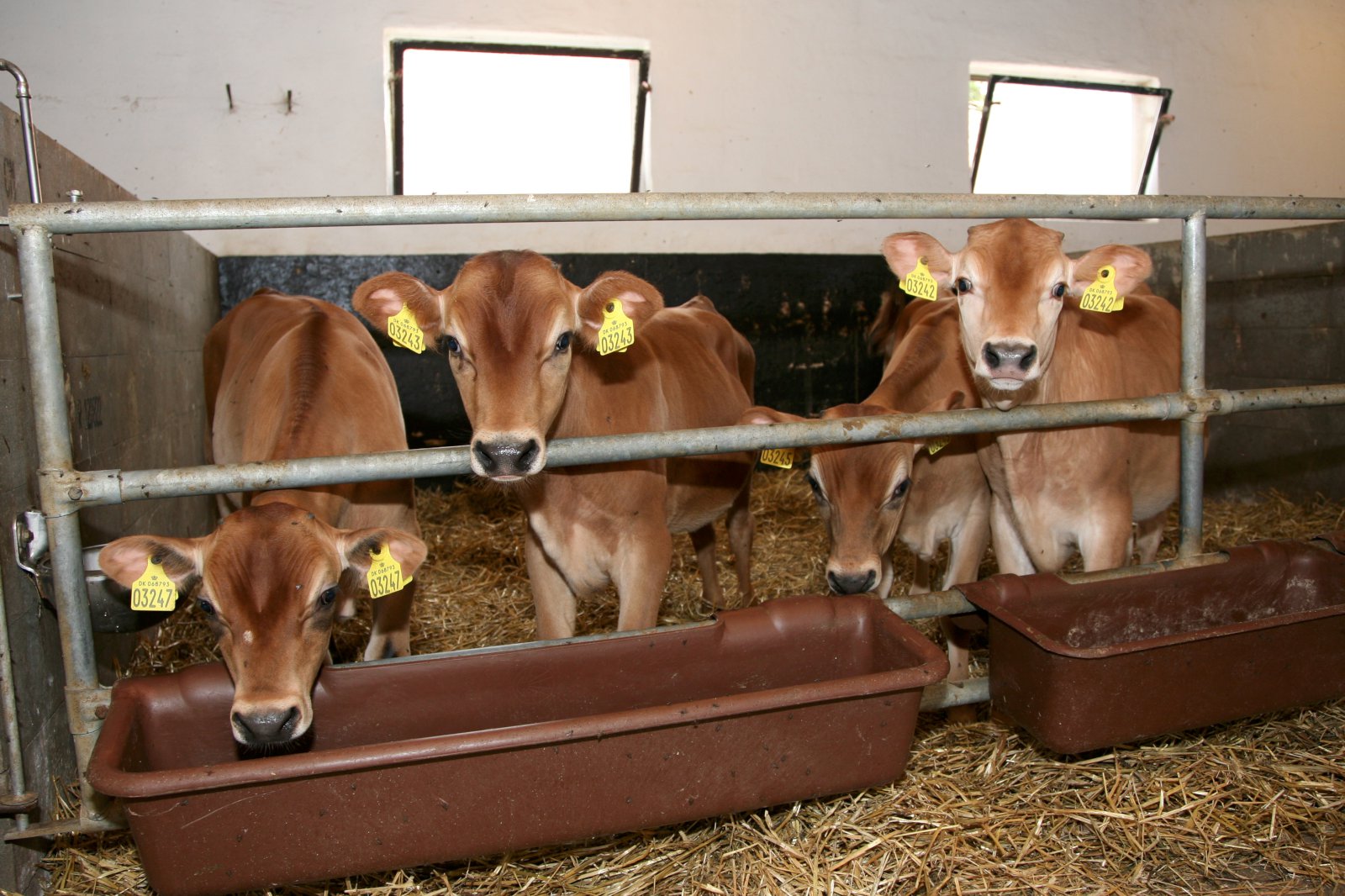 Mjólkurframleiðsla Norðurlandanna stóð í stað árið 2016