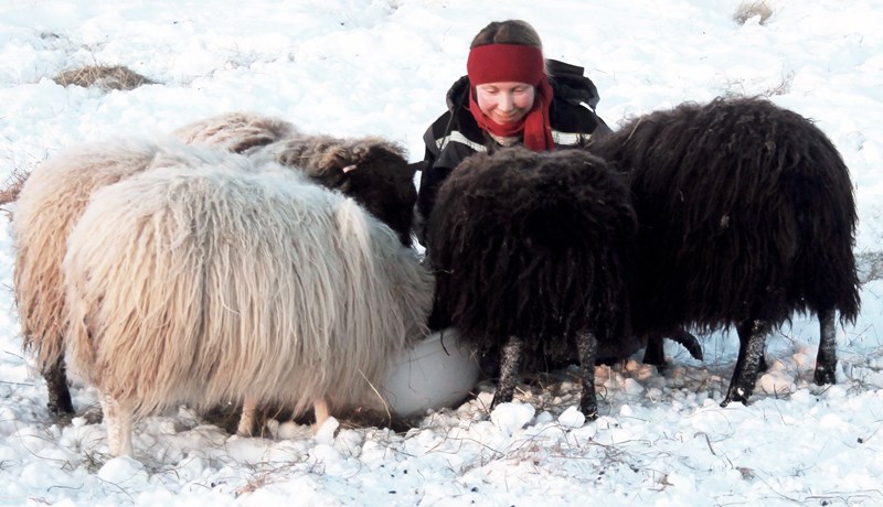 Bók á þýsku um íslenskt sauðfé