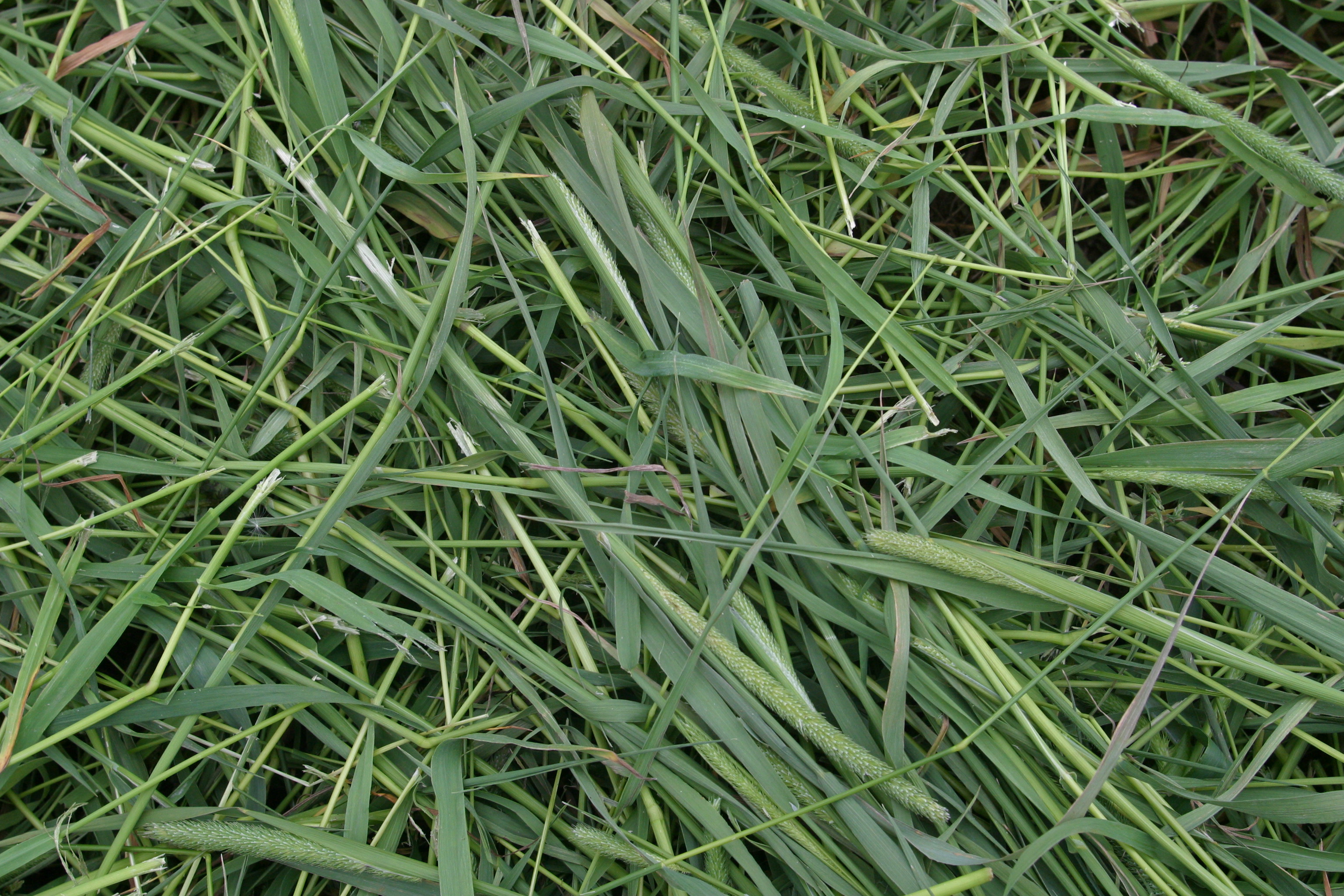 Eftirspurn eftir heyi erlendis frá