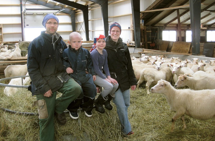 Birkir Þór Stefánsson, Sigríður Drífa Þórólfsdóttir og börnin Árný Helga og Stefán Þór. Kindin gengur ákveðin til heimsætunnar sem  er dugleg að spekja kindurnar.