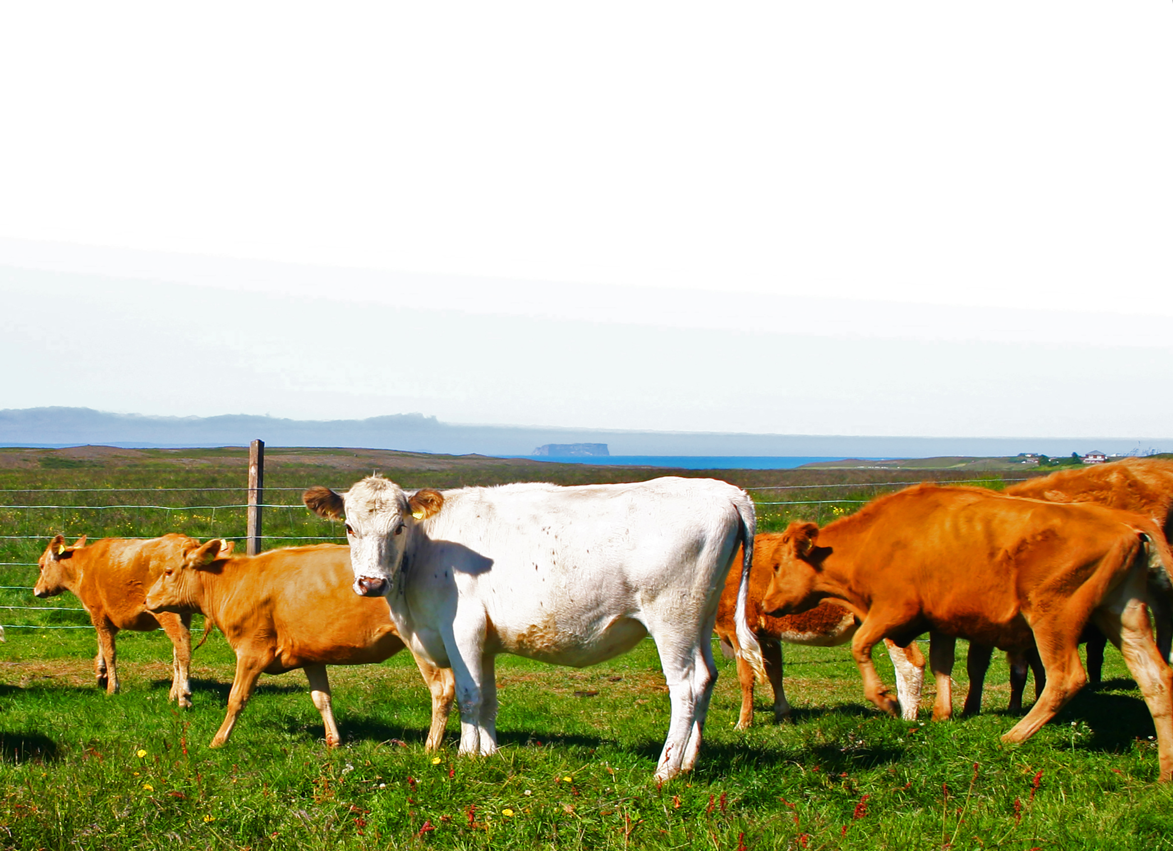 Flutningar á nautgripum