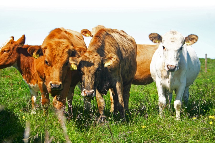 Hvað er sérfóður