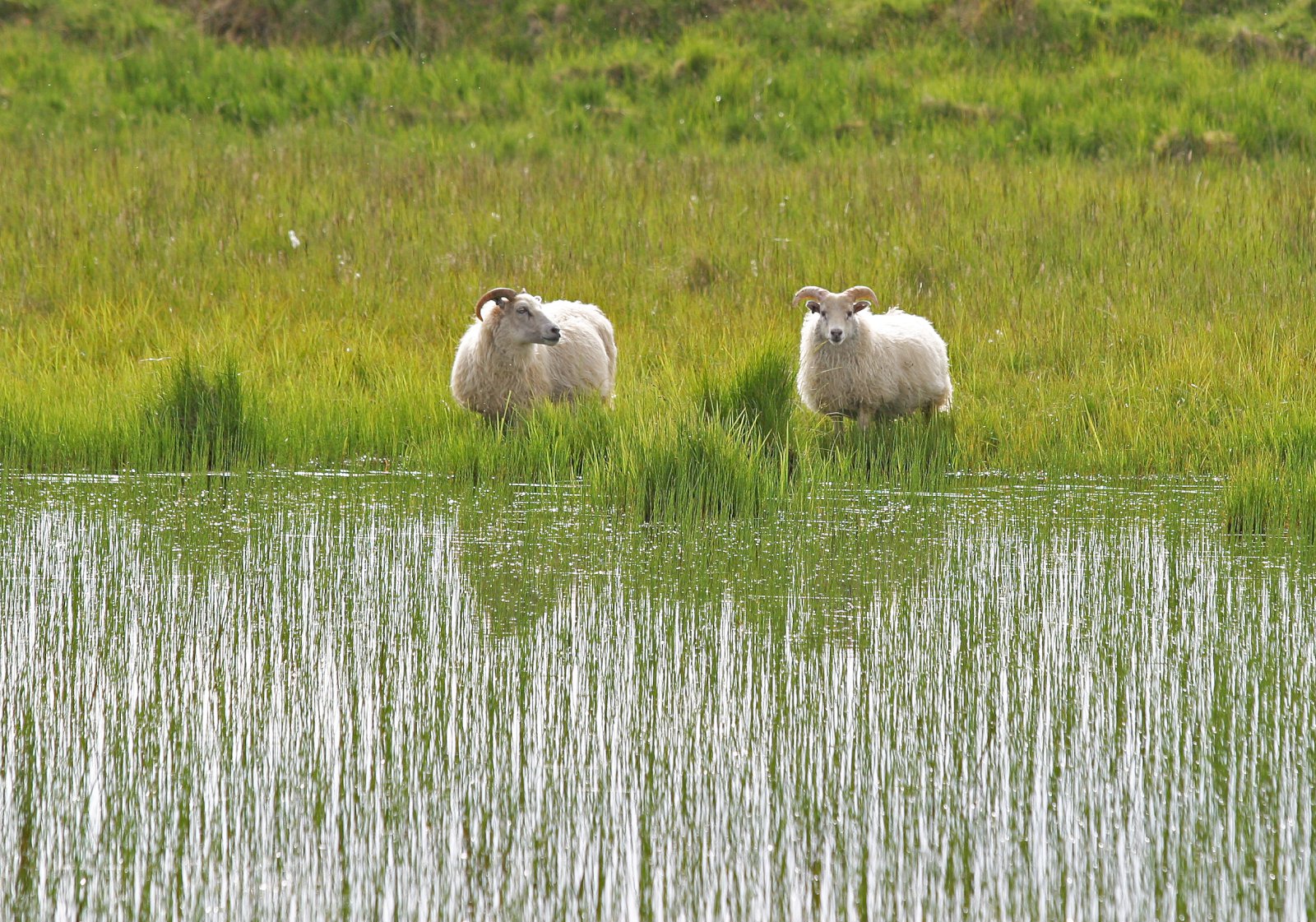 Að liðnu löngu vori