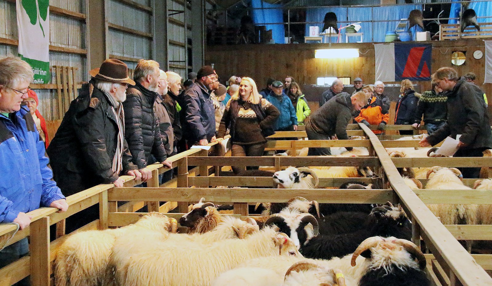 Árlegt hrútaþukl á Raufarhöfn