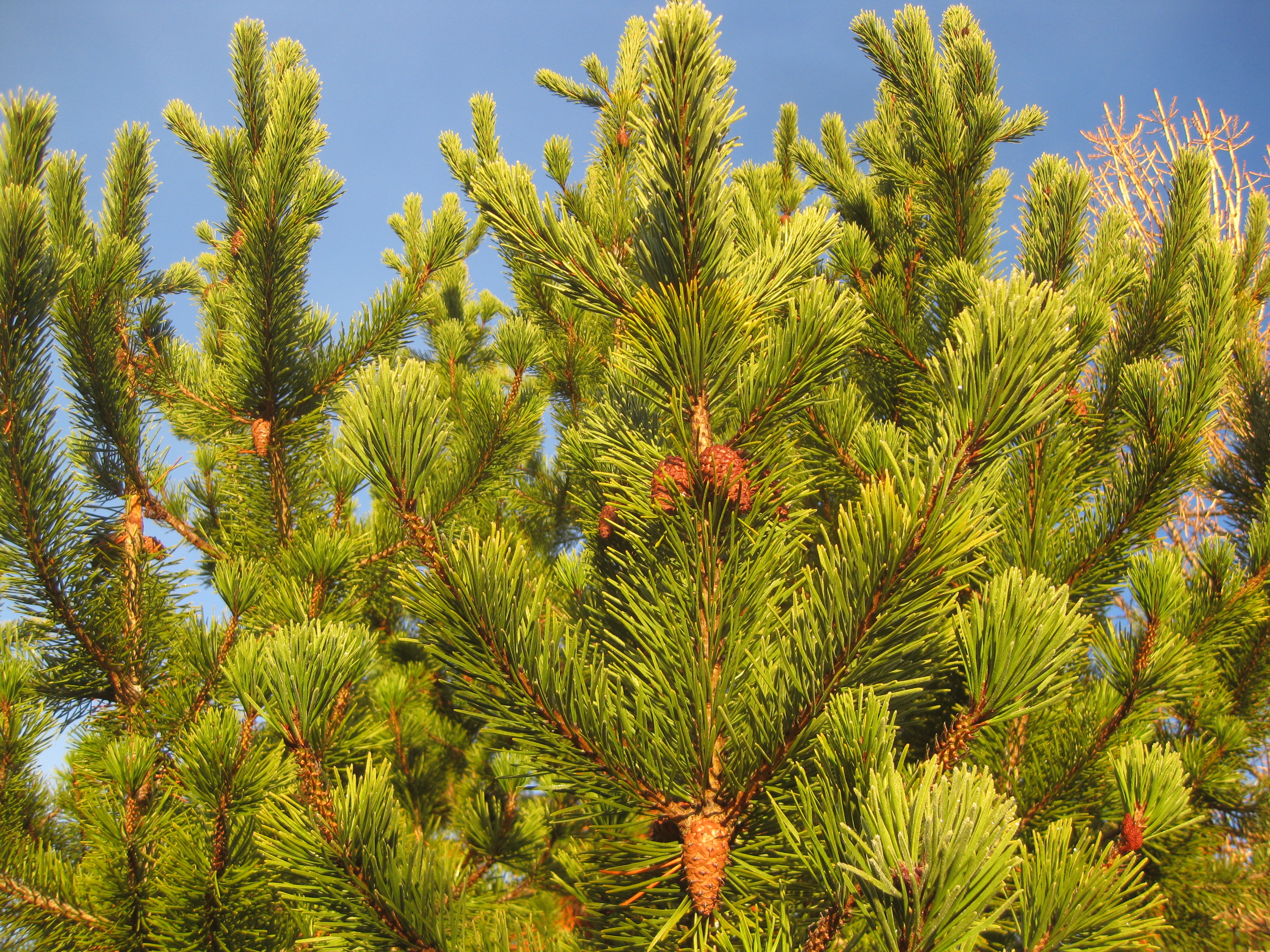 Ódýr aðferð að koma sér upp skógarlundi