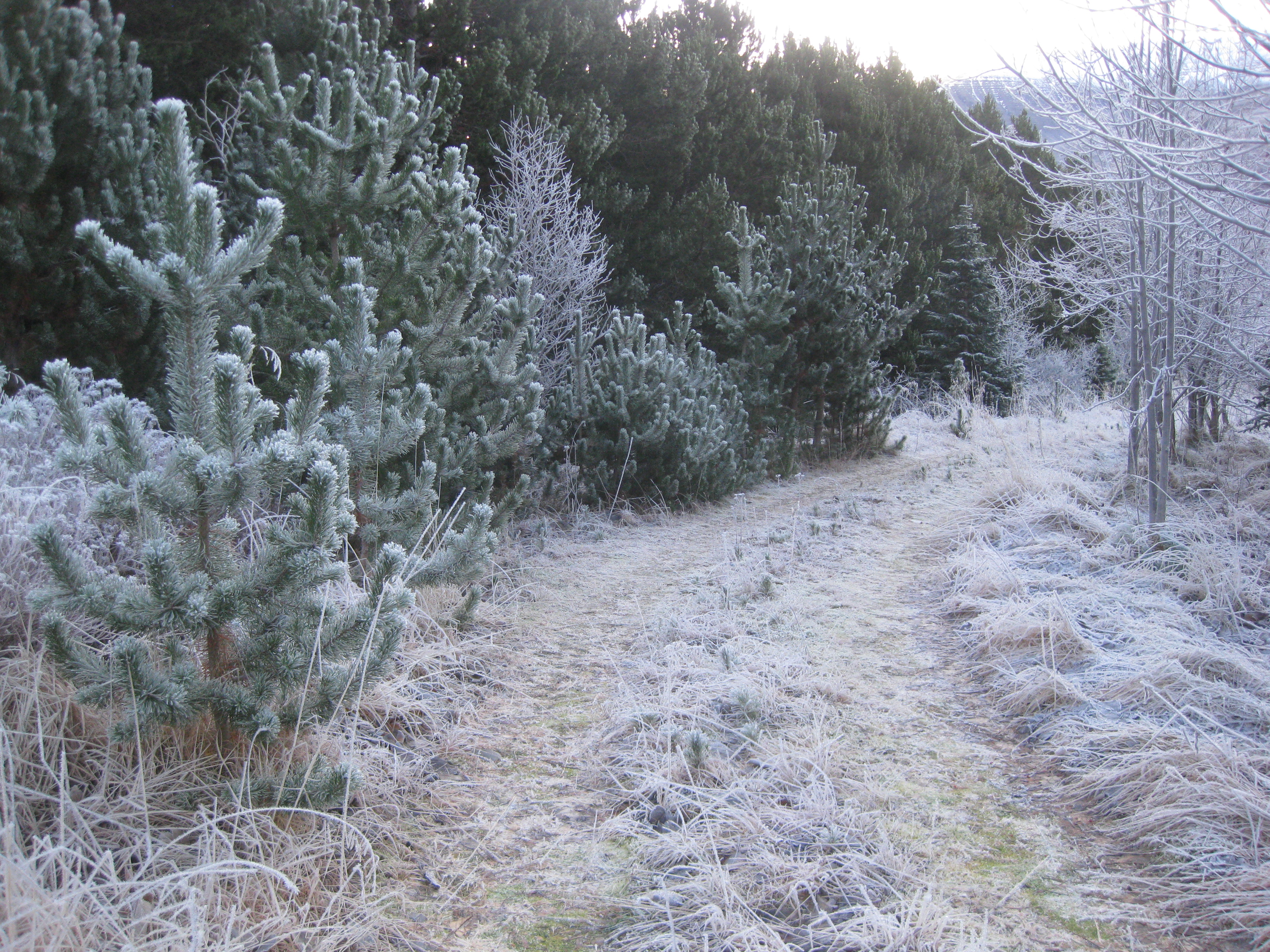 Skógrækt er skemmtileg tómstundaiðja