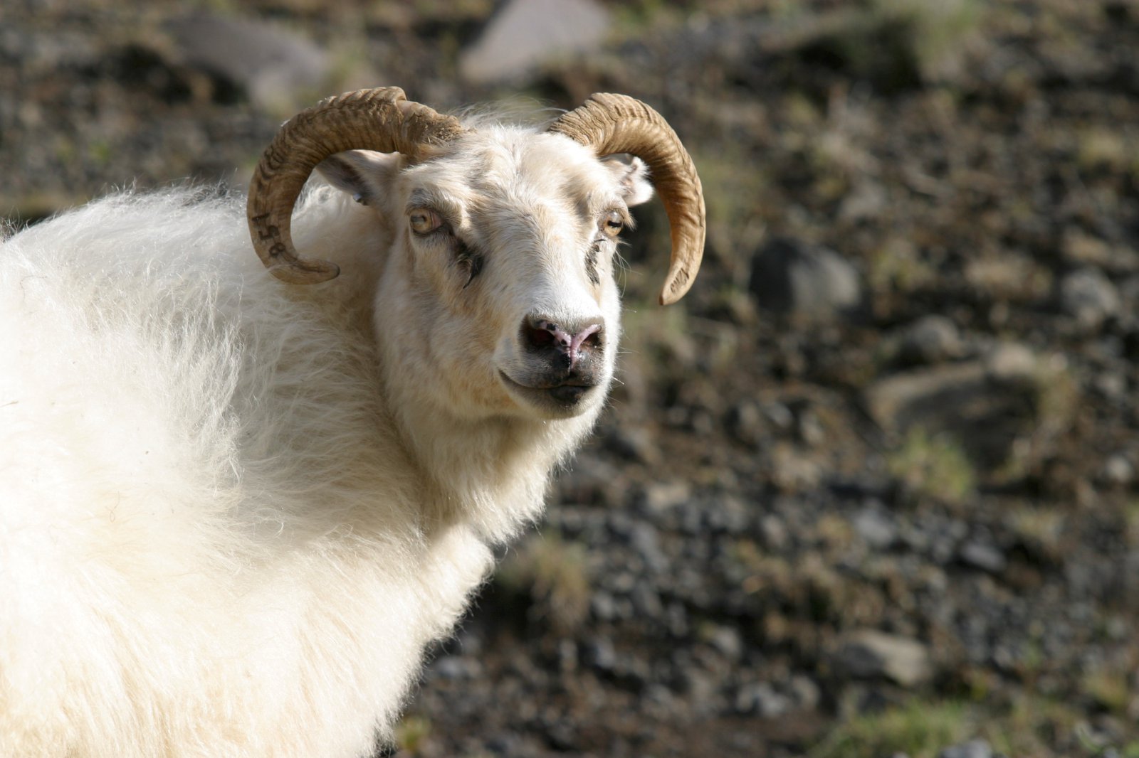 Fjárdauðinn dularfulli enn óupplýstur að fullu