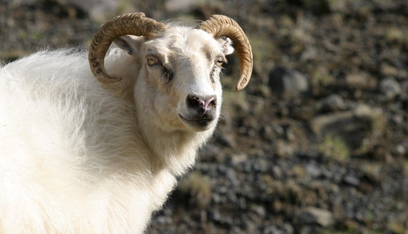 Fjárdauðinn dularfulli enn óupplýstur að fullu