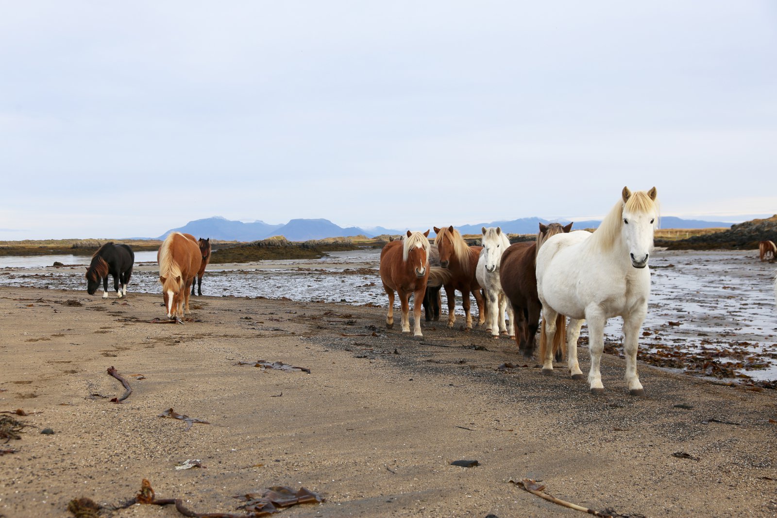 Skýrsluhaldsskil og skráning á fyljun