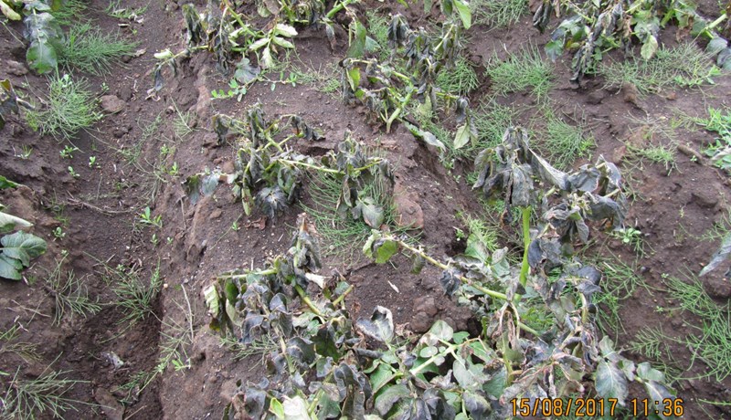 Mismiklar skemmdir á görðum í Þykkvabæ