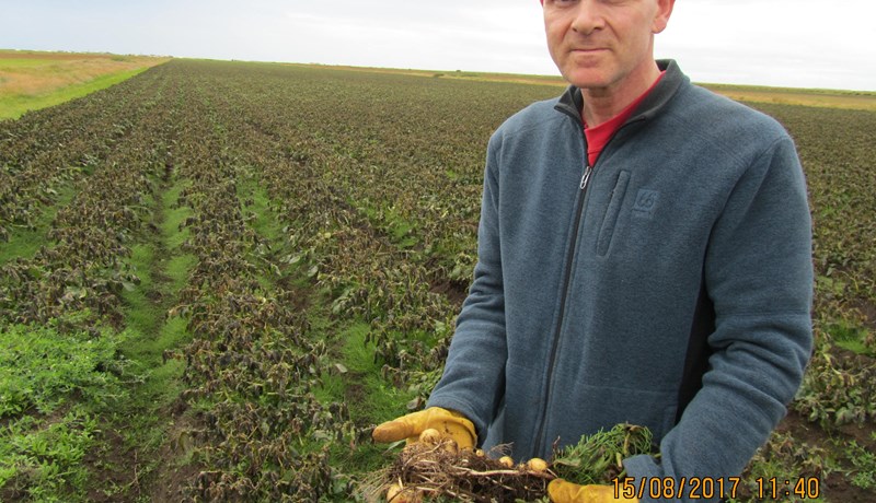 Næturfrost skemmdi kartöflugrös í Þykkvabæ