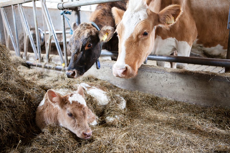 Hópur kúabænda stóð fyrir undirskriftasöfnun þar sem skorað var á samninganefndir bænda og ríkisins að setjast aftur að samningaborðinu og endurskoða nýundirritað samkomulag um nautgripasamning.