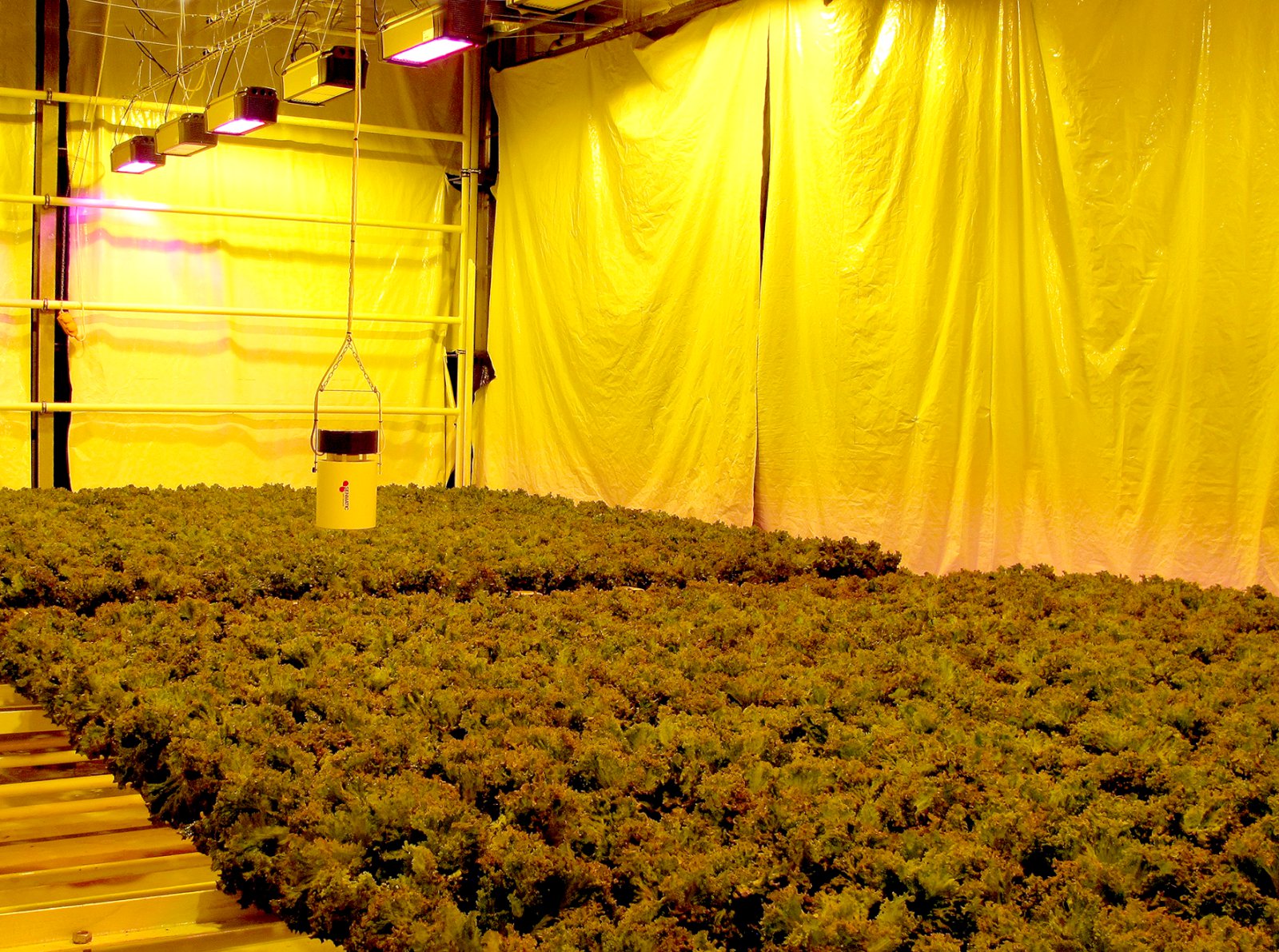 Salatræktun undir LED ljósi