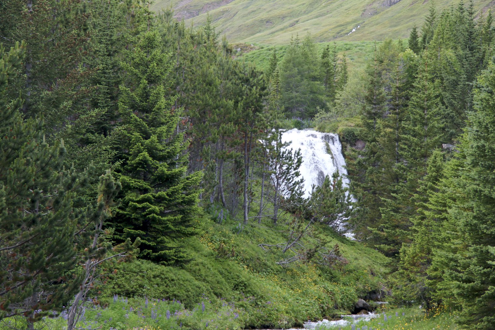 Tré á landi, fiskur í sjó