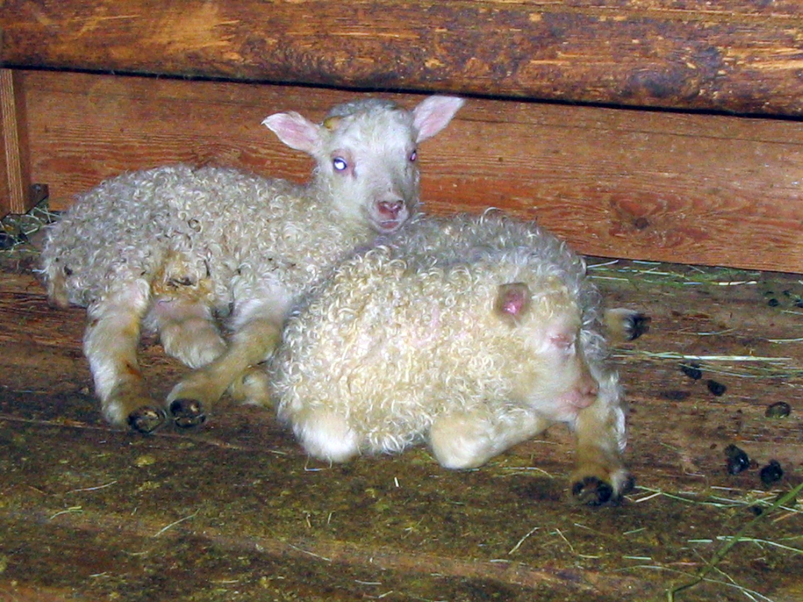 Morgunstund gefur gull í mund