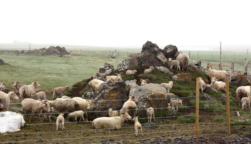 Bændum greidd 3% uppbót á innlegg