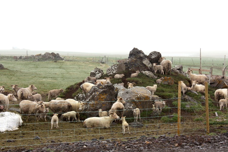 Bændum greidd 3% uppbót á innlegg