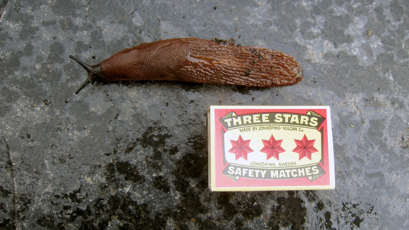 Varnir gegn útbreiðslu spánarsnigils