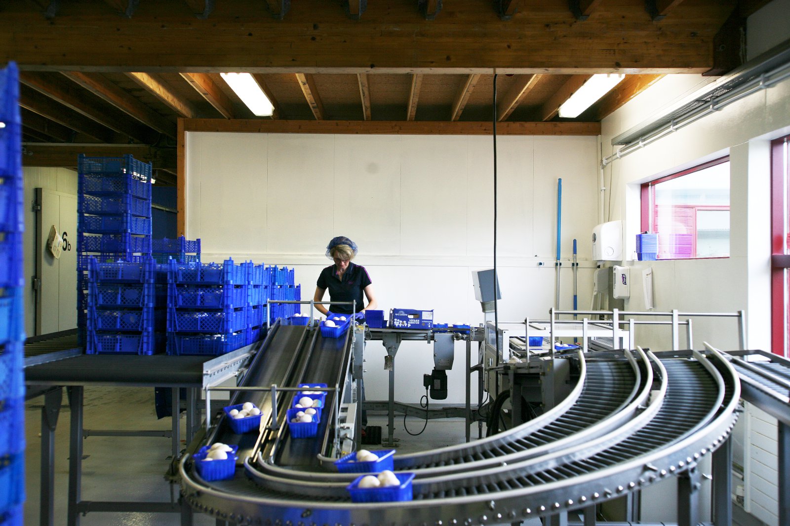 D-vítamínríkir sveppir og móttaka ferðamanna