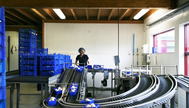 D-vítamínríkir sveppir og móttaka ferðamanna