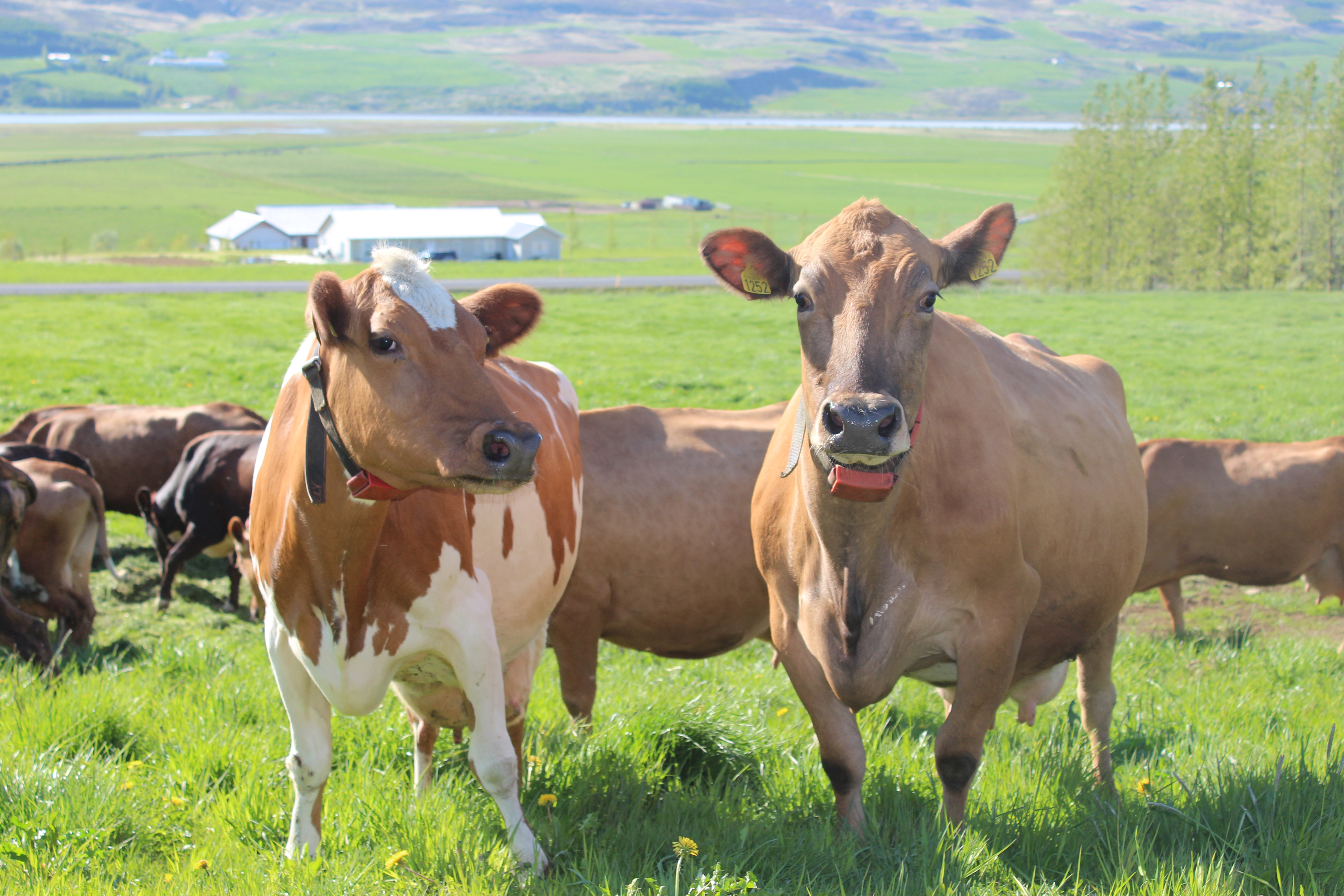Íslenska kúakynið er norrænt og mestur skyldleiki er við sænskt kúakyn og þrjú finnsk