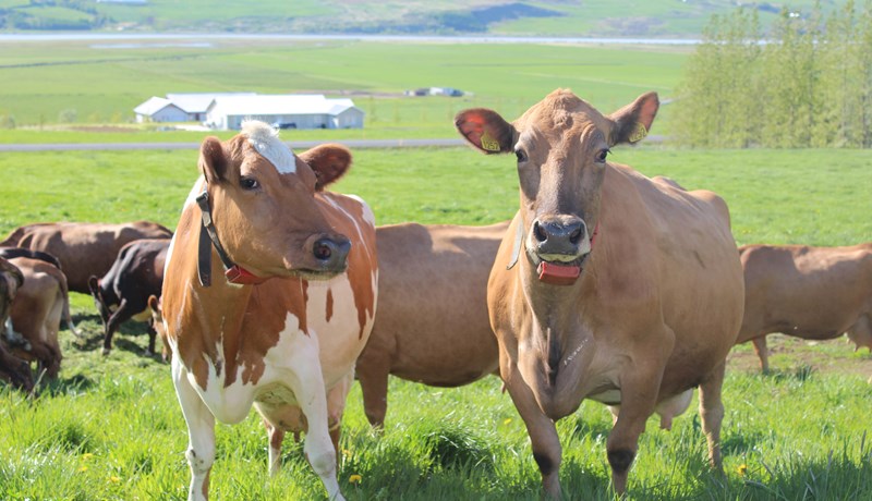 Íslenska kúakynið er norrænt og mestur skyldleiki er við sænskt kúakyn og þrjú finnsk