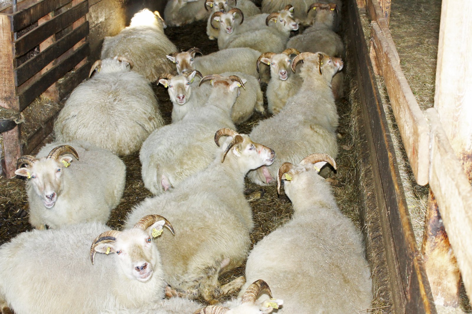 Heysýni, vigtun og holdastigun