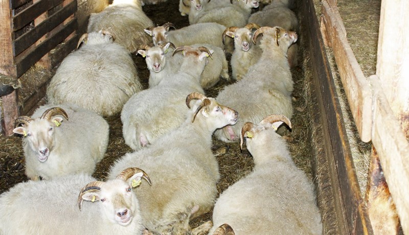 Heysýni, vigtun og holdastigun