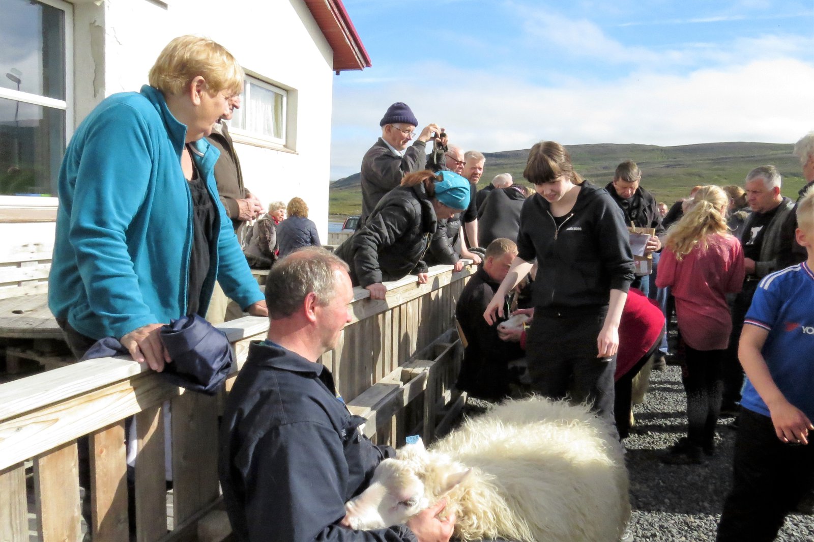 Hadda Borg Íslandsmeistari í hrútadómum