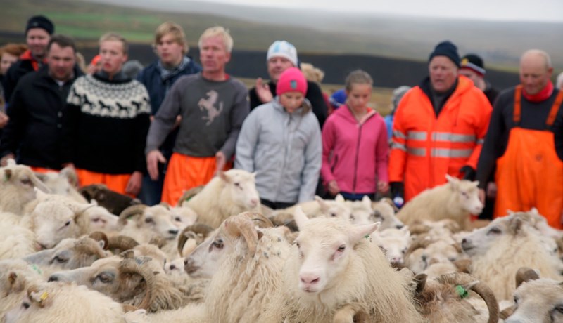 Flest sauðfé í Húnaþingi vestra
