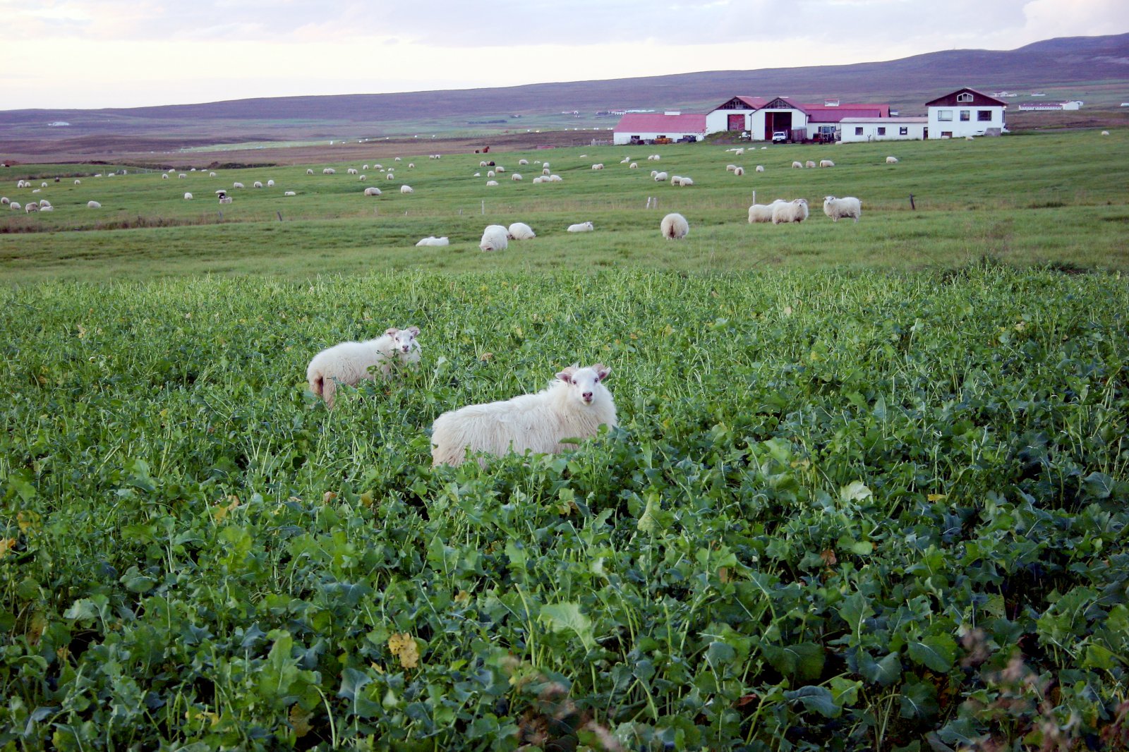 Borgar sig að bata eða lóga snemma?