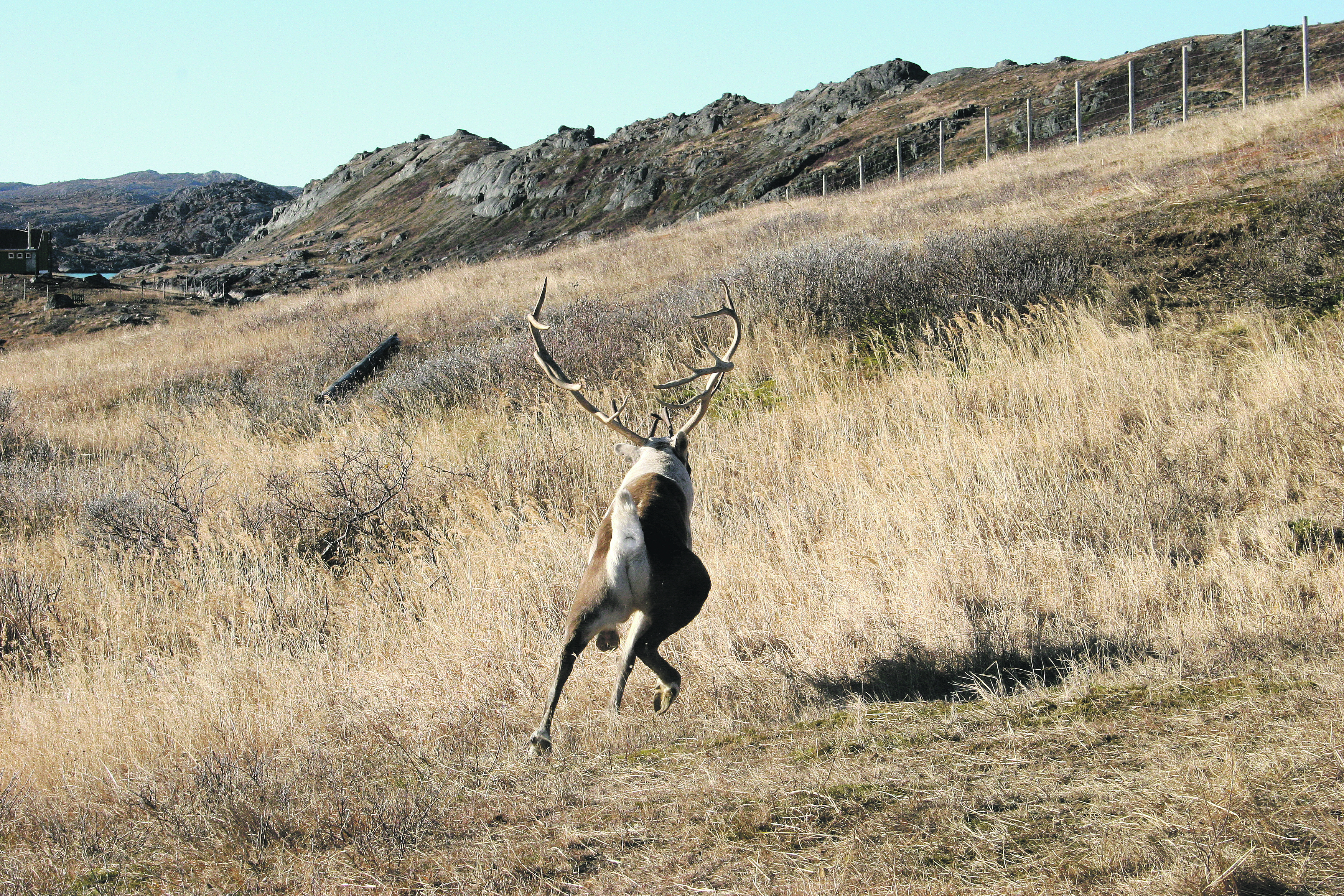 Áhrif villtra dýra á beit
