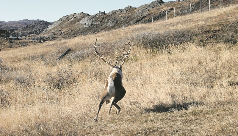Áhrif villtra dýra á beit