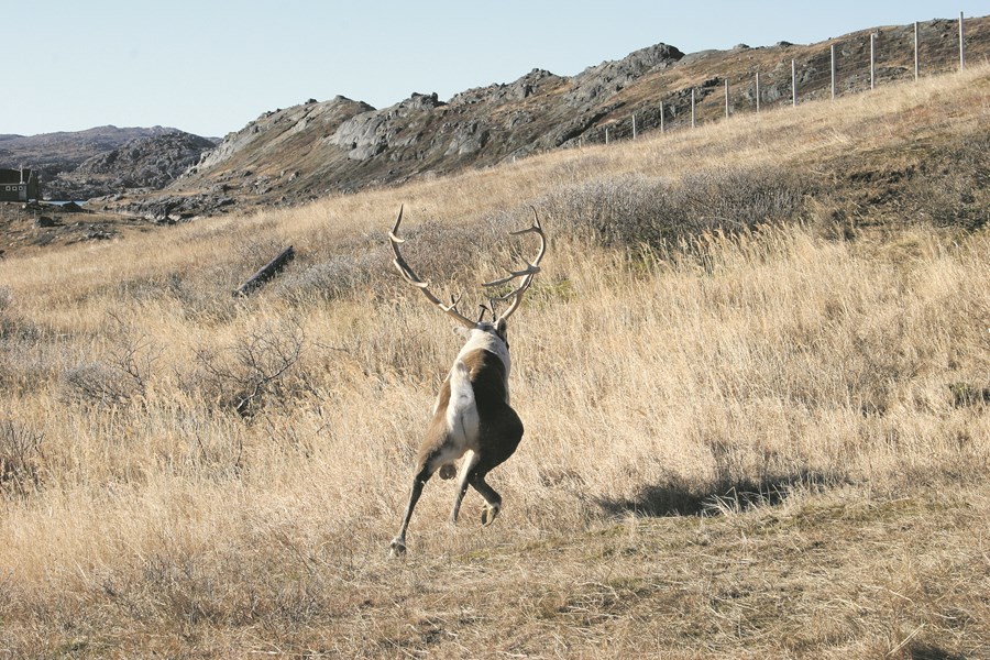 Áhrif villtra dýra á beit