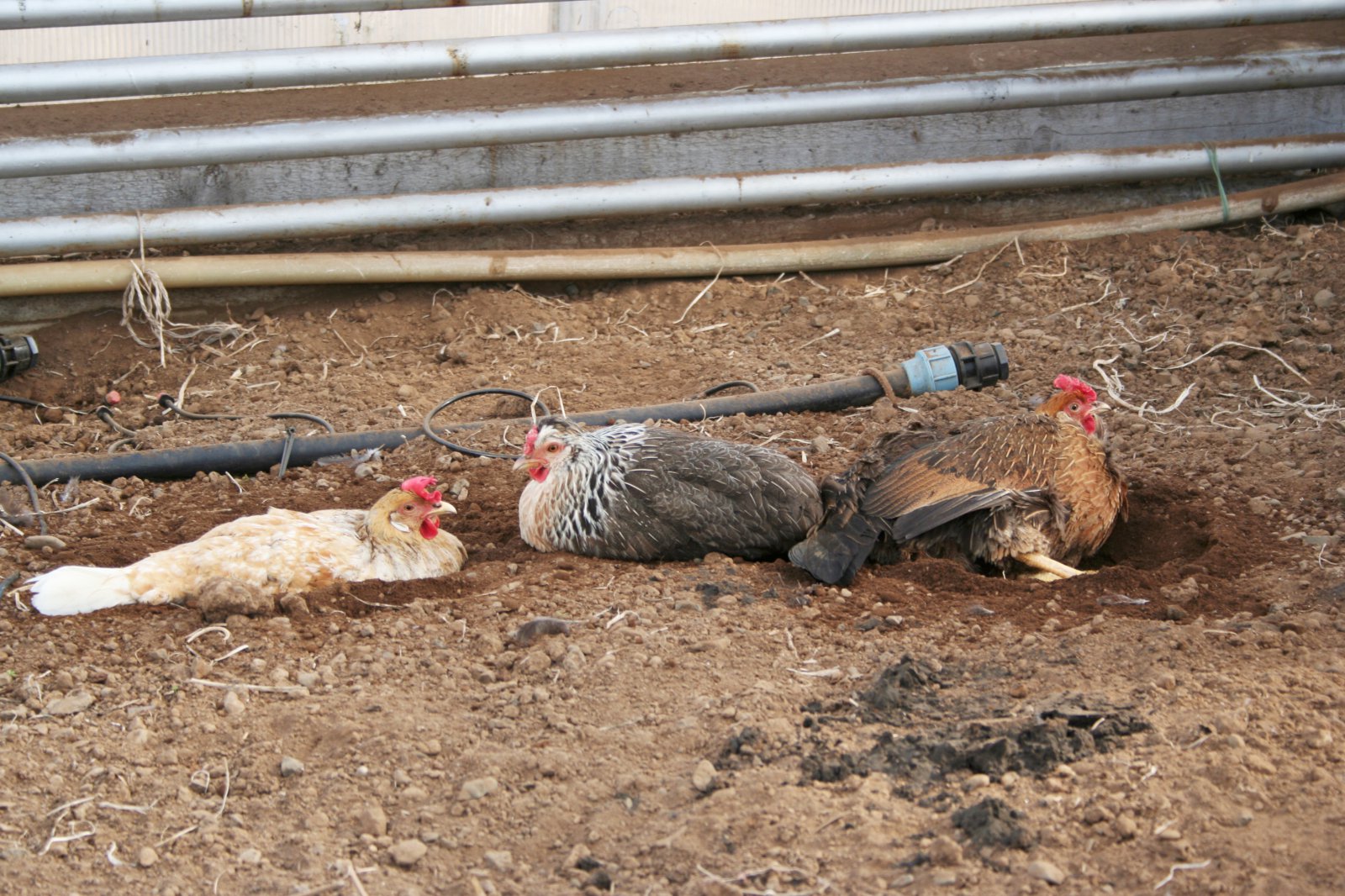 Smá pistill um landnámshænur