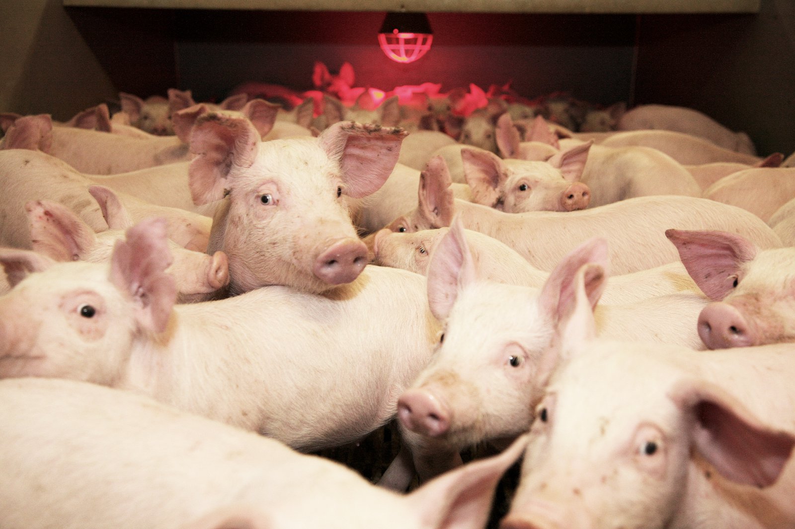 Segir SS hafa lækkað verð til bænda á íslensku svínakjöti um 9% frá áramótum