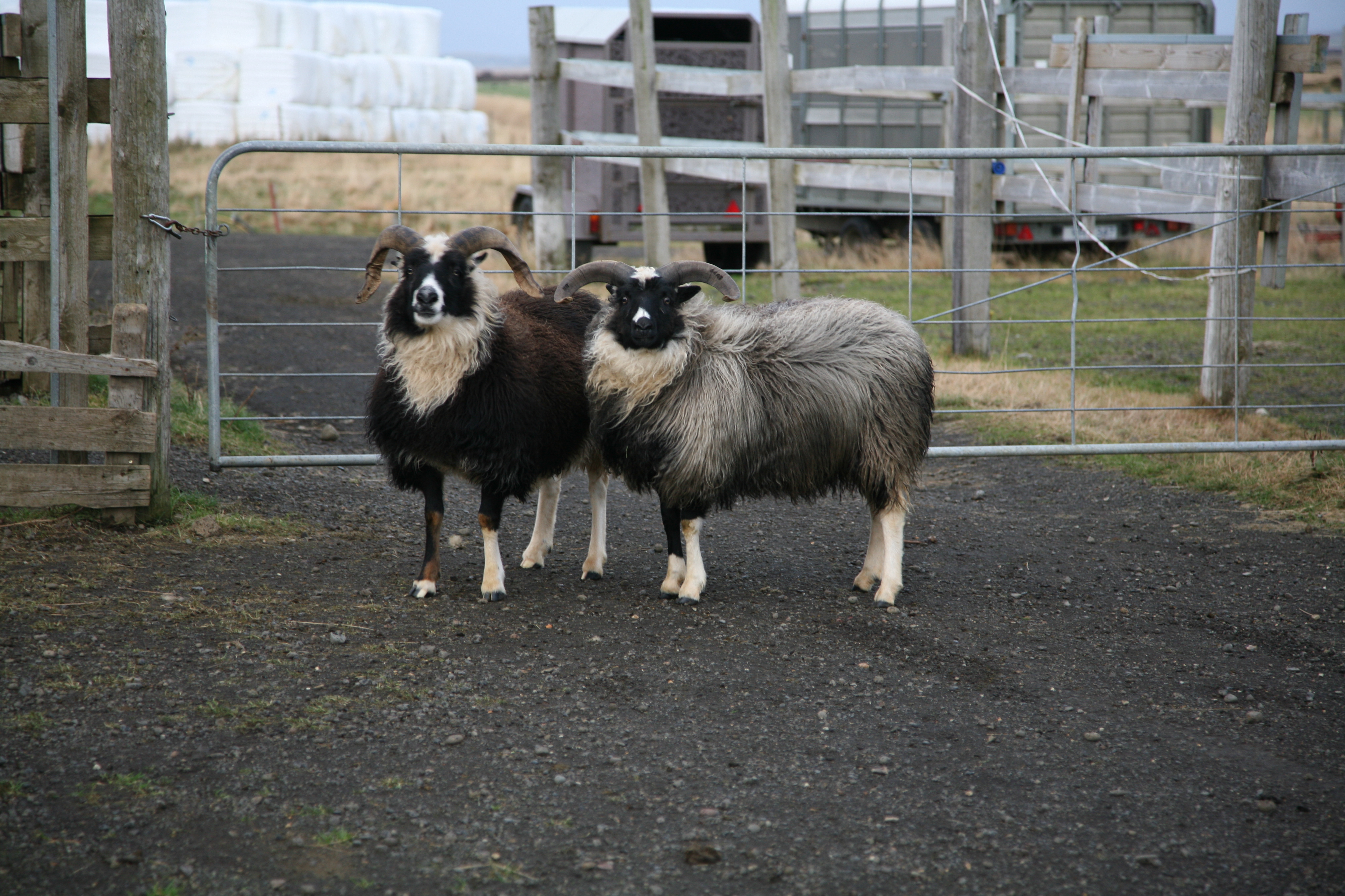 Afkomuvöktun sauðfjárbúa gefur góða mynd af rekstrinum