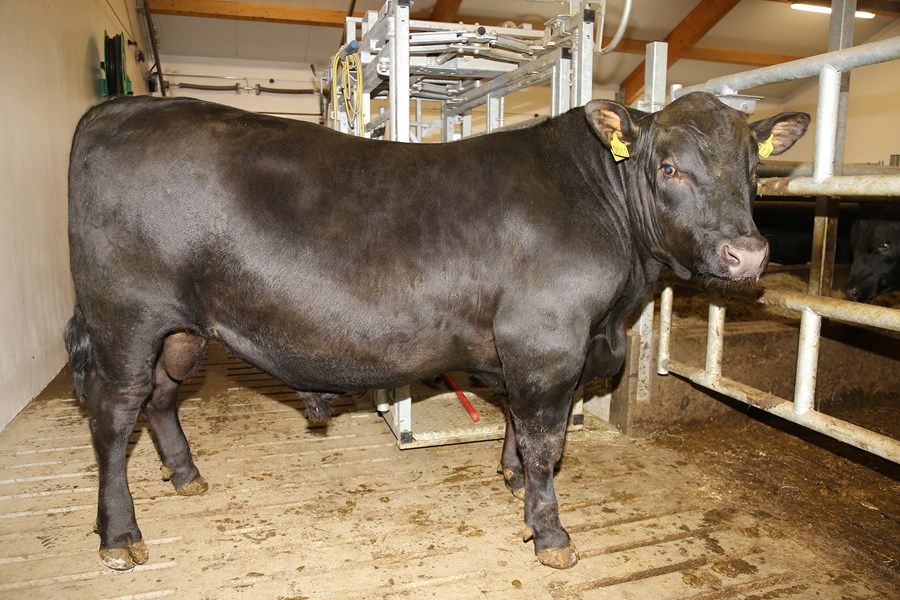 Holdnautið Haukur er af Aberdeen Angus kyni.