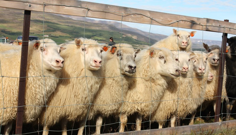 Hugmyndir lagðar fram um uppstokkun á stuðningskerfi sauðfjárbænda