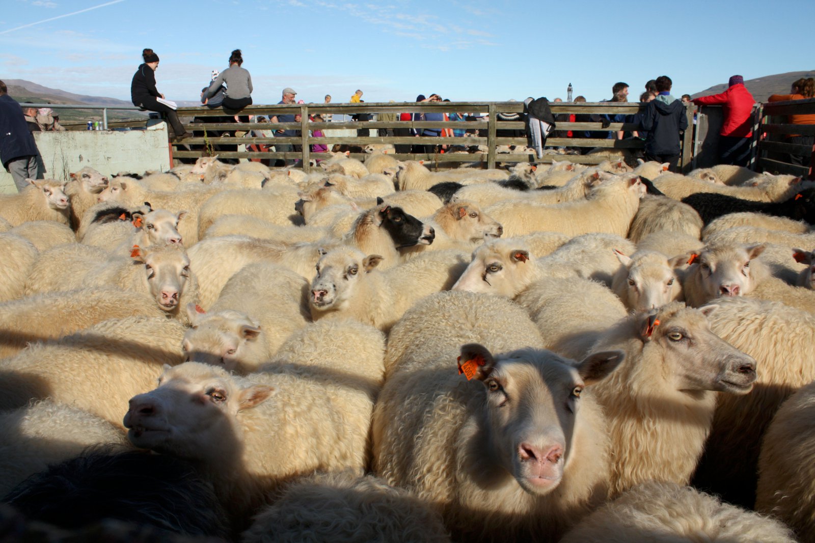 Sannleikurinn um endurskoðun búvörusamninga