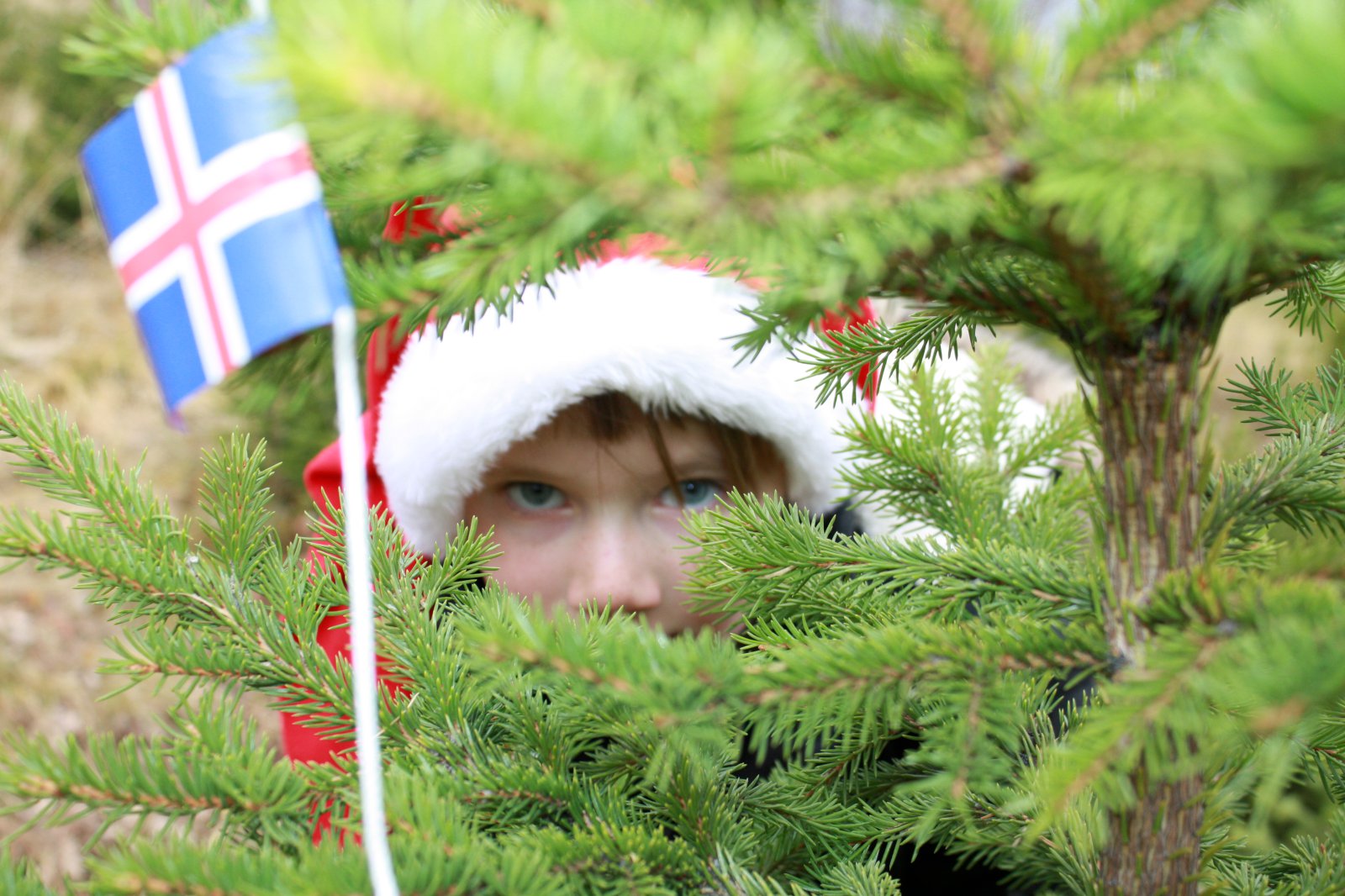 Reykhúshjónin höggva jólatré