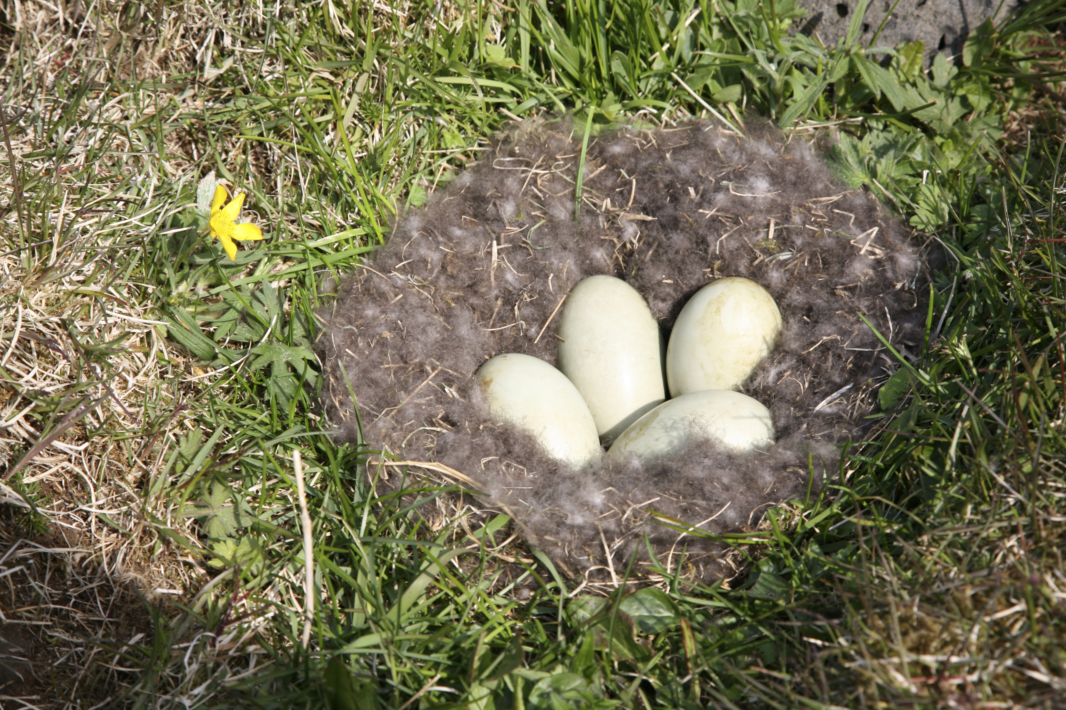Sveiflur í æðardúnstekju yfir landið