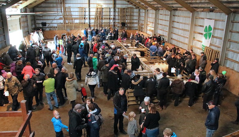 Vel lukkaður Hrútadagur á Raufarhöfn